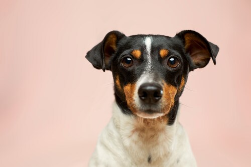 Achieving Perfect Pup Behaviour in Australia: Expert Training Tips