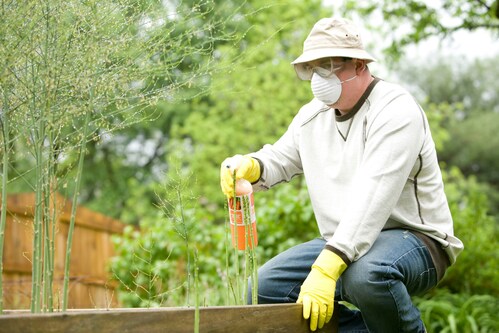 Protect Your Investment in Melton: The Dangers and Costs of Ignoring Termite Infestation